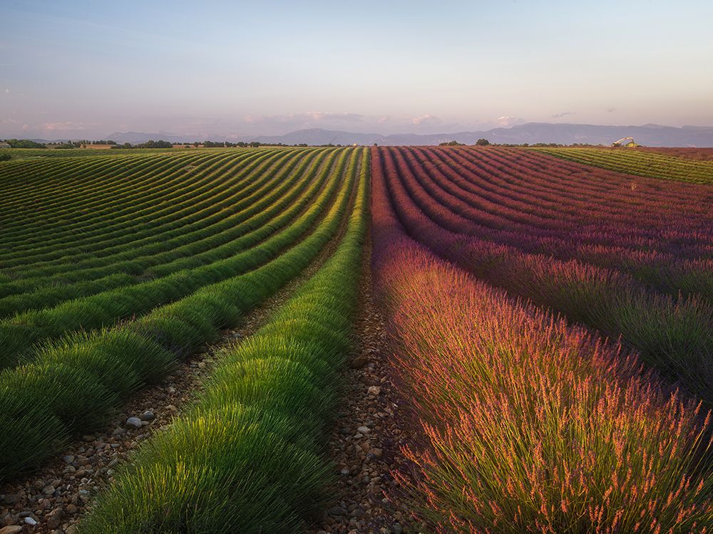 Field Of Lavender art print by Rostovskiy Anton for $57.95 CAD