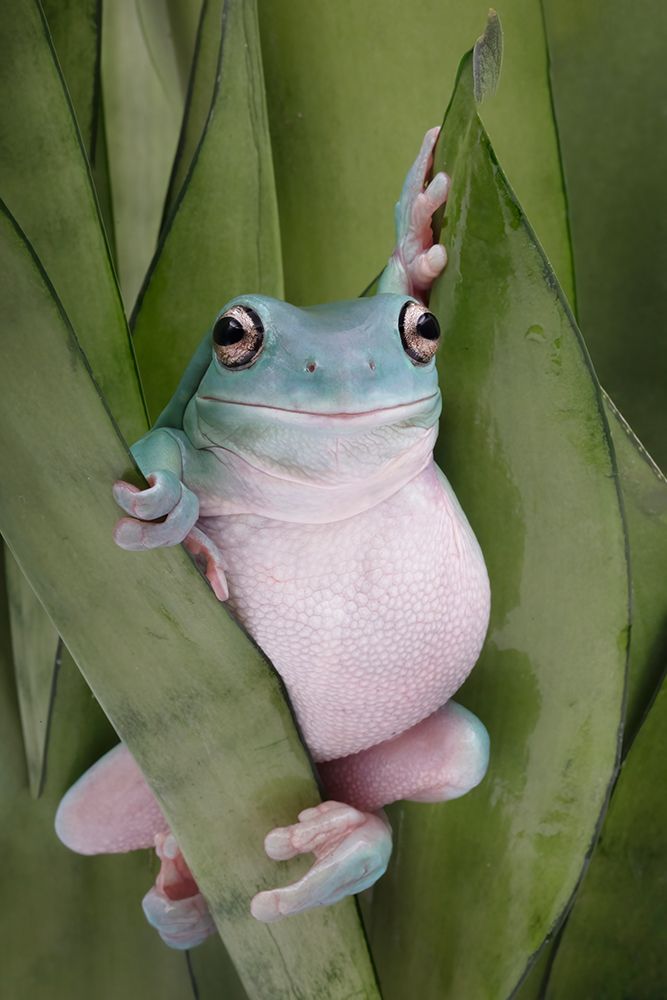 A Whites Tree Frogs Pose art print by Linda D Lester for $57.95 CAD