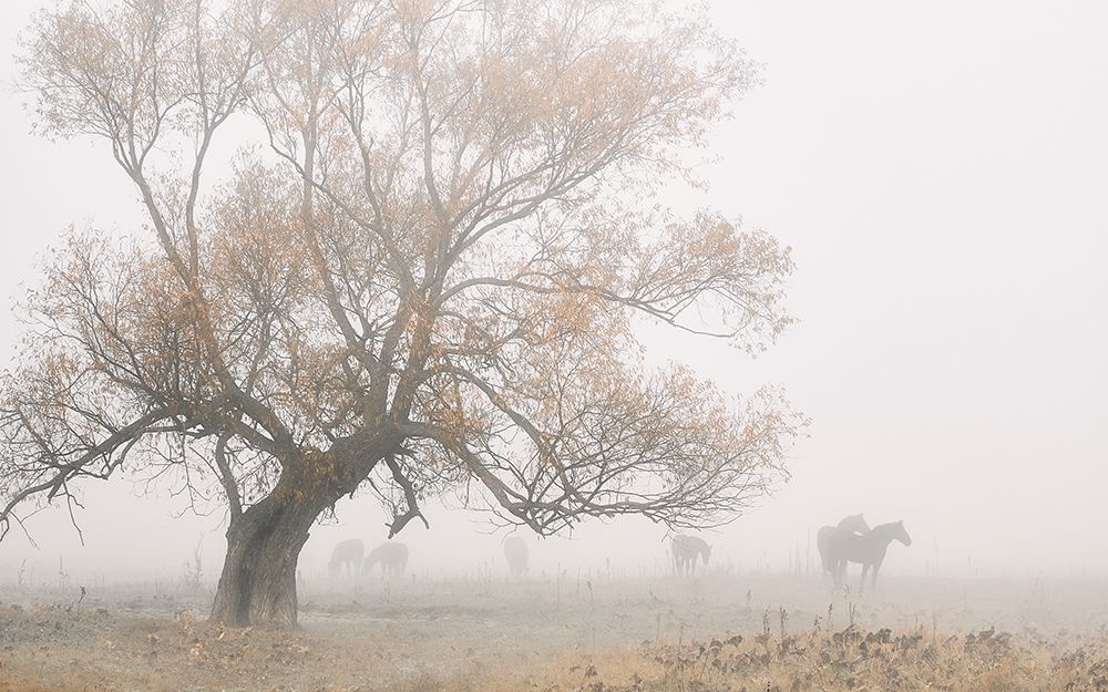 Lost in the fog art print by Pawel Kado for $57.95 CAD