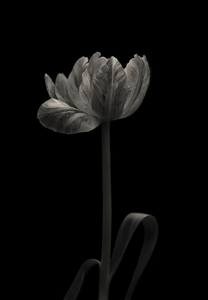 Tulip Mania art print by Lotte Gronkjar for $57.95 CAD