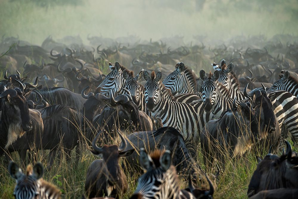 The Great migration art print by Giuseppe DAmico for $57.95 CAD