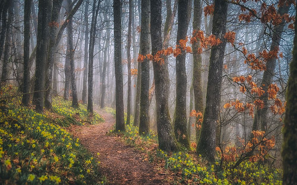misty morning art print by Guy Krier for $57.95 CAD