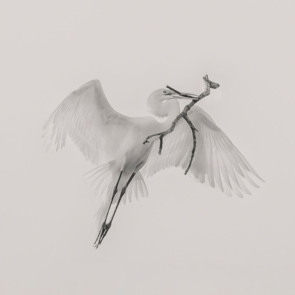 A Good One art print by Qing Zhao for $57.95 CAD
