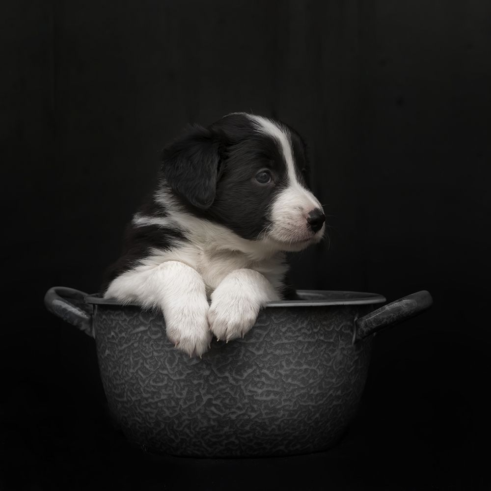 The New Dishwasher Took His Job Very Serious art print by Gert Van Den for $57.95 CAD