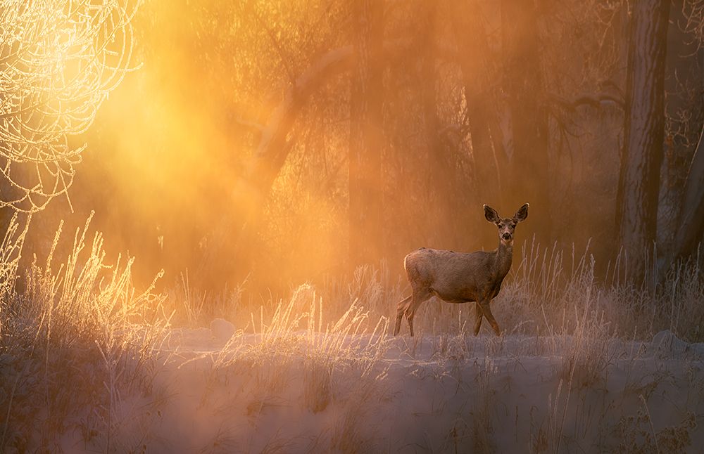 Deer in Golden Mist art print by Mei Xu for $57.95 CAD