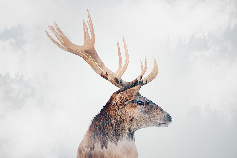 Stag art print by Angyalosi Beata for $57.95 CAD
