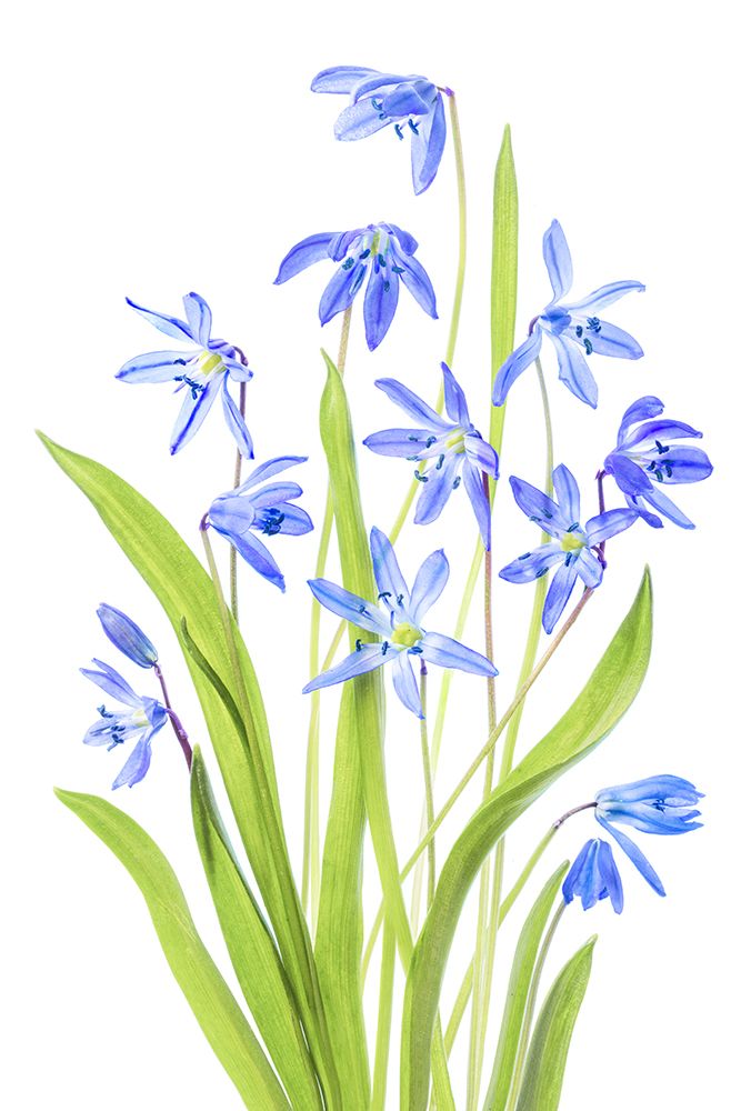 Scilla art print by Mandy Disher for $57.95 CAD