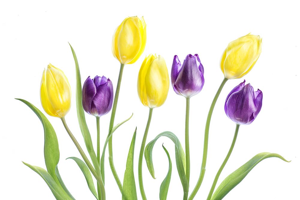 Tulip art print by Mandy Disher for $57.95 CAD