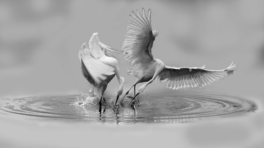 ballet art print by Hong Yin for $57.95 CAD