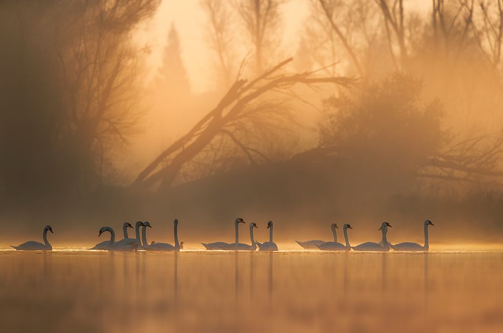 Swans community art print by Judy Tseng for $57.95 CAD