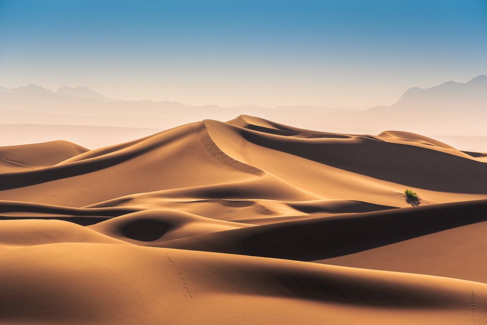 Caracal Desert art print by Hamed Qane for $57.95 CAD