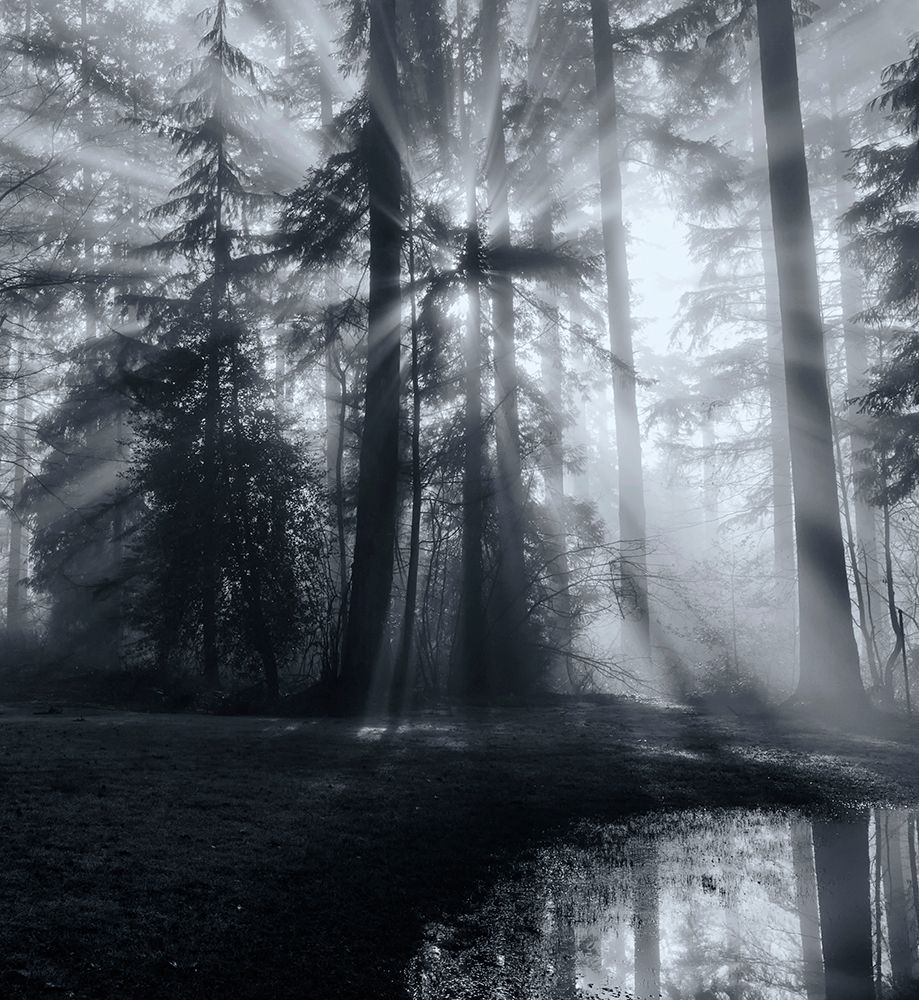 Forest art print by Leon U for $57.95 CAD