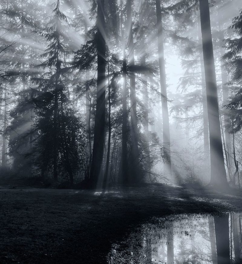 Forest art print by Leon U for $57.95 CAD