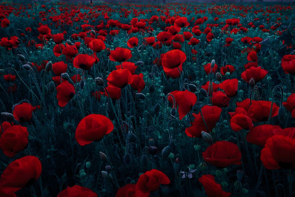 Symphony Of Flowers art print by Farid Kazamil for $57.95 CAD