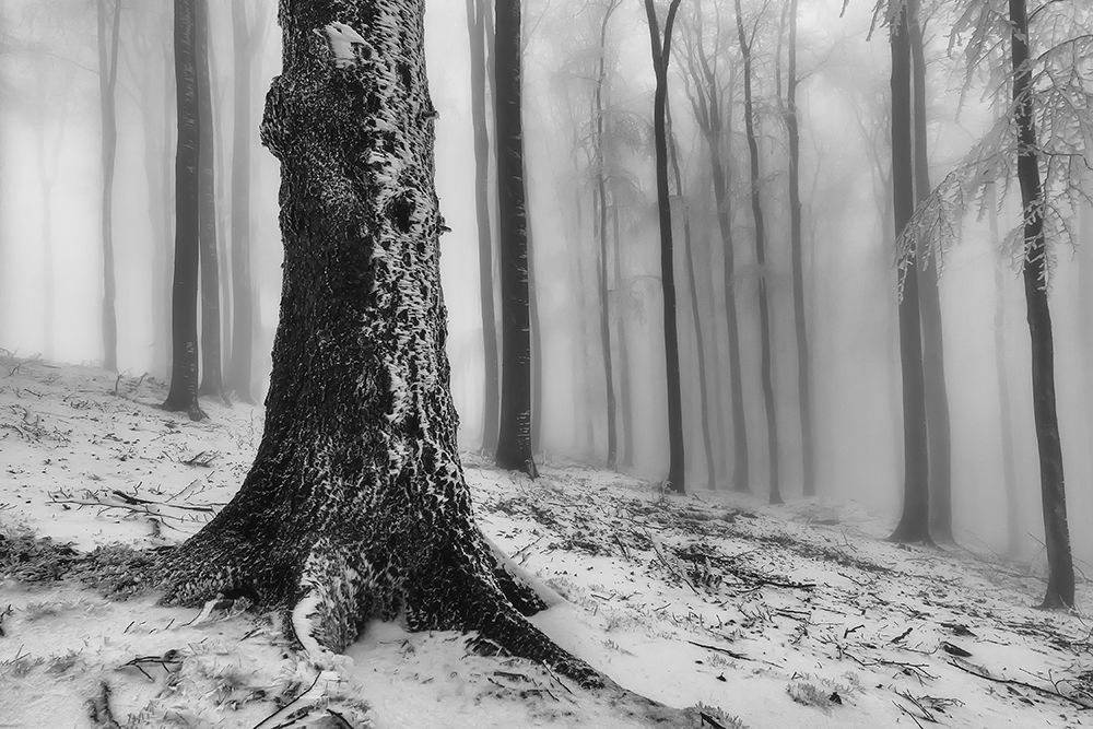 Forest art print by Tom Pavlasek for $57.95 CAD