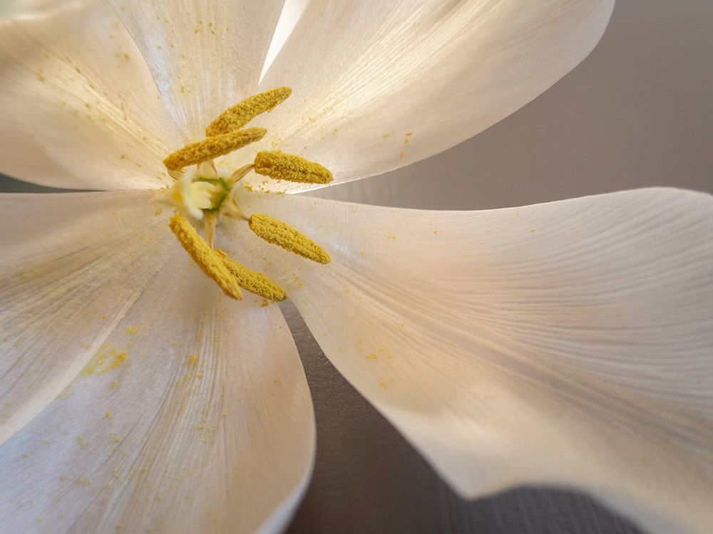 White tulip art print by Edita Brus for $57.95 CAD