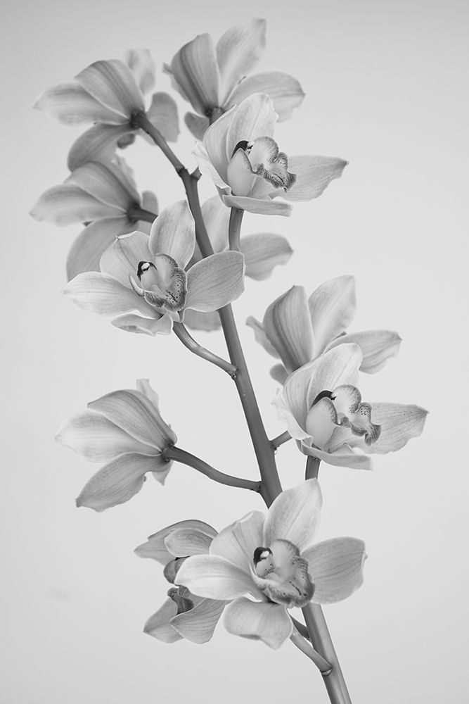 Wild Orchid art print by Igor Mandich for $57.95 CAD