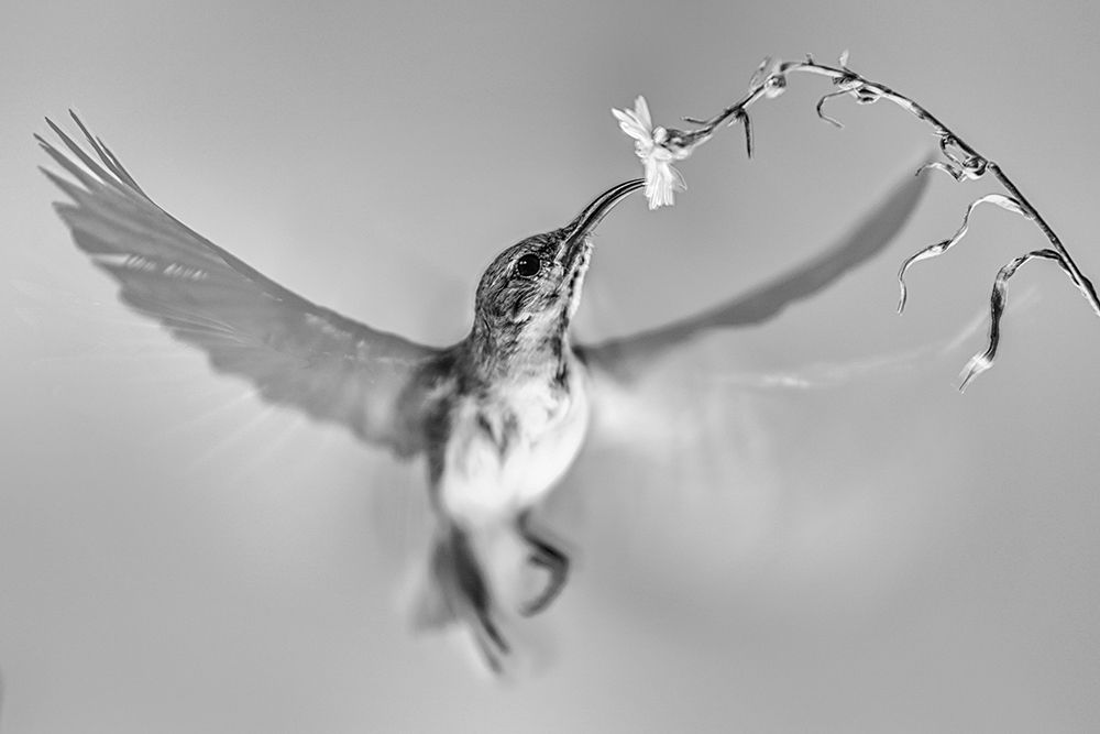 Sunbird in motion art print by Andi Halil for $57.95 CAD