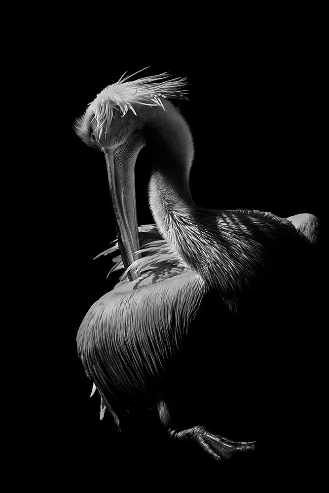 Pelican art print by jealousy for $57.95 CAD