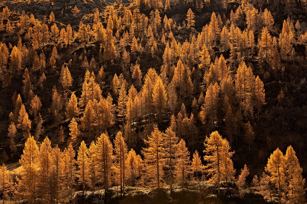 Larches In Autumn art print by Michel Manzoni for $57.95 CAD