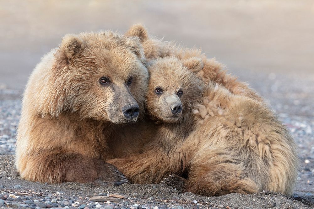 Momma Bear And Cub Aware art print by Linda D Lester for $57.95 CAD