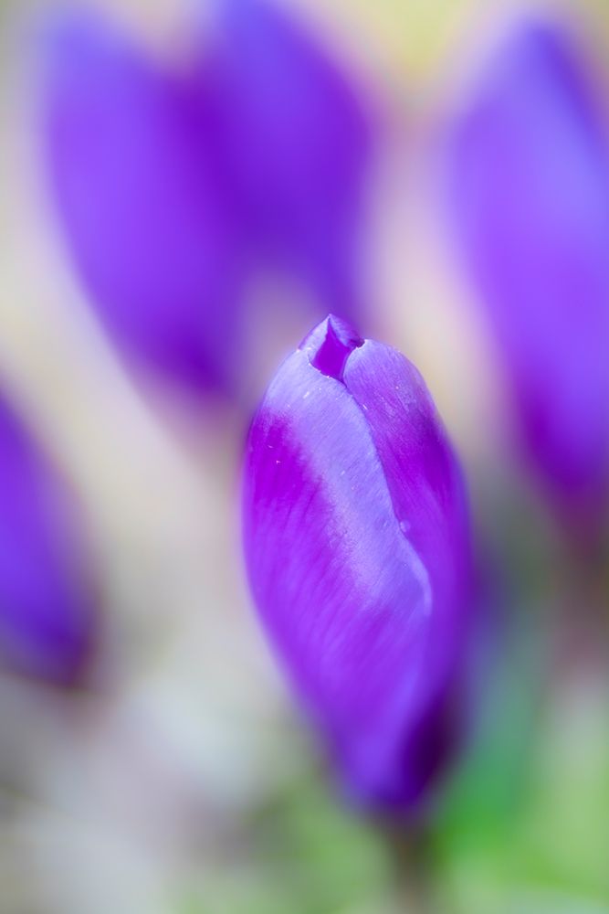 Violet Dreams art print by Ludwig Riml for $57.95 CAD