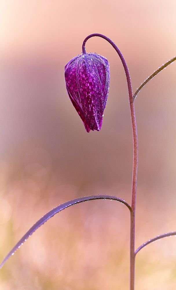 Fritillary art print by Stuart Williams for $57.95 CAD