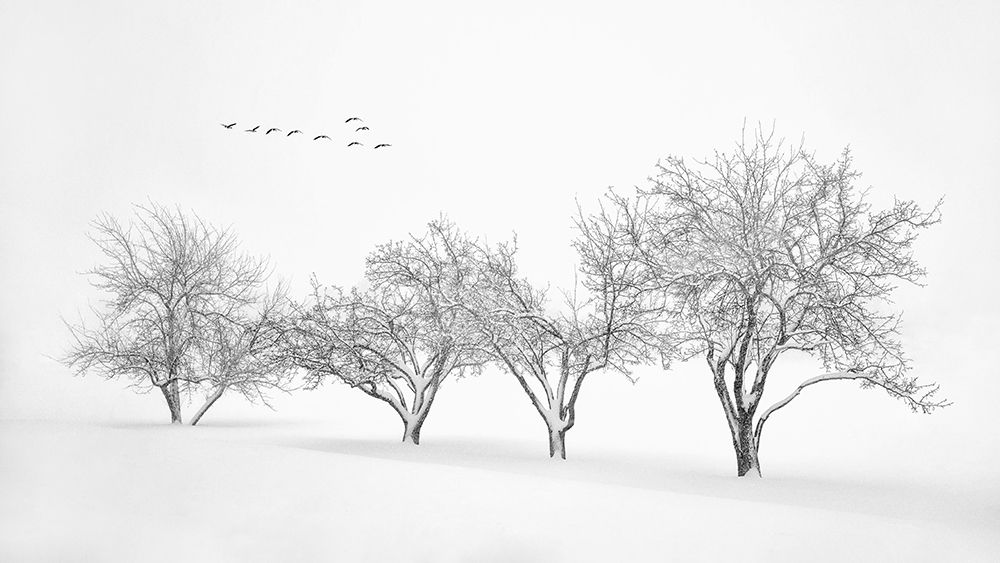White World art print by Mei Xu for $57.95 CAD