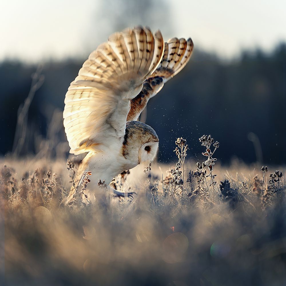 Barn owl at sunrise art print by Michaela Firesova for $57.95 CAD