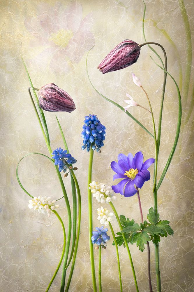 April Freeze art print by Sharon Williams for $57.95 CAD