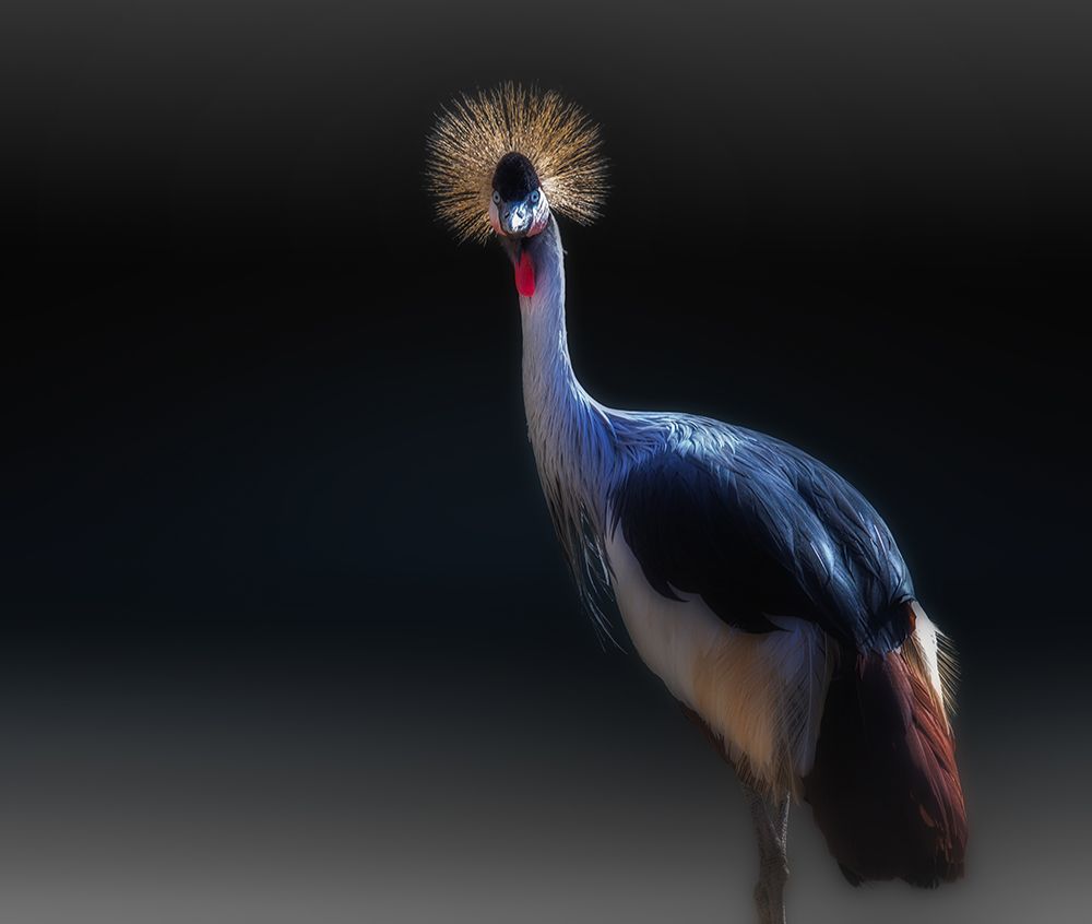 crane art print by Kamera for $57.95 CAD