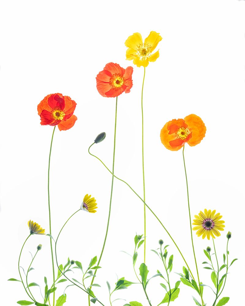 Flowers art print by Chuanxu Ren for $57.95 CAD