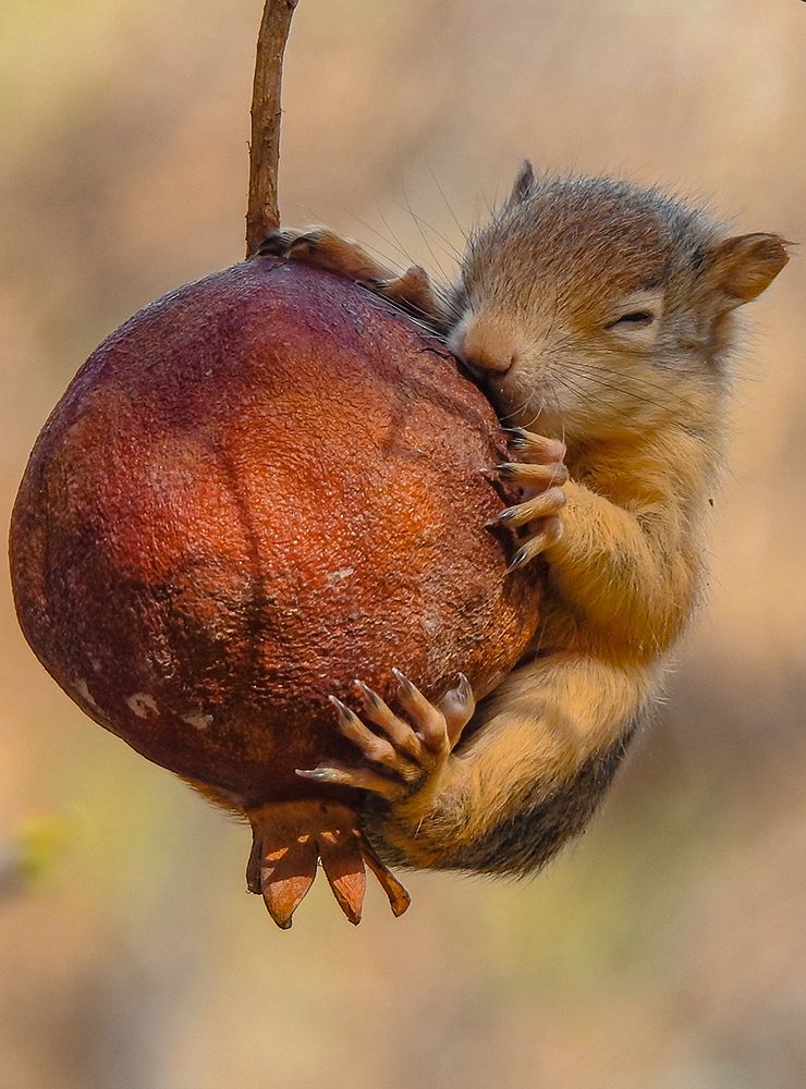 Squirrel art print by amer for $57.95 CAD