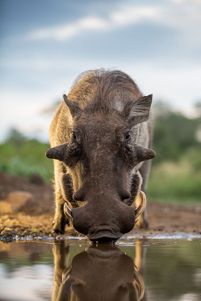 HEAD ON HOG art print by Jaco Marx for $57.95 CAD