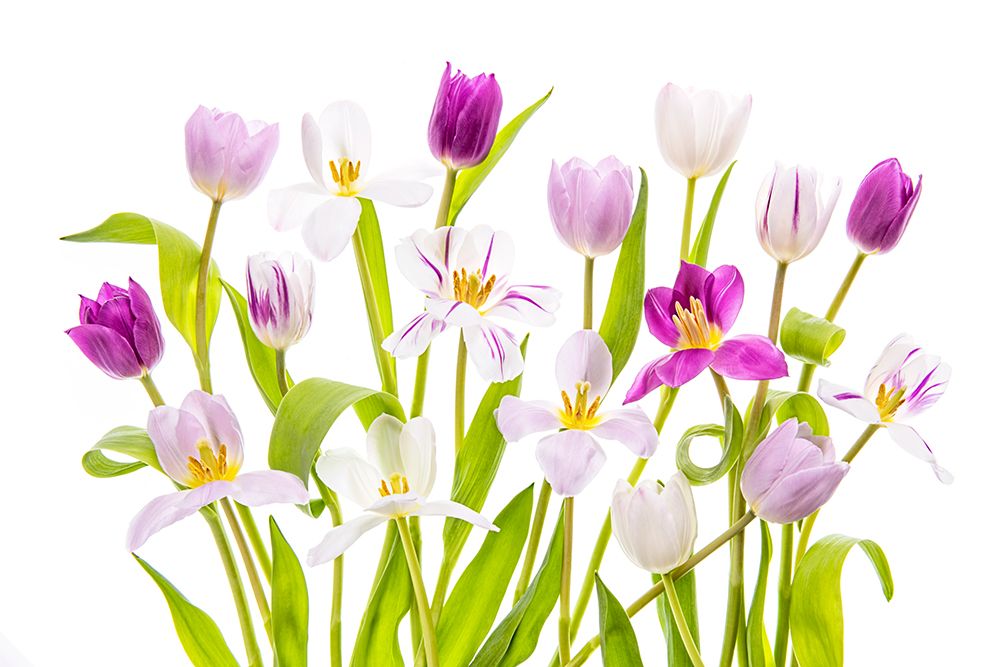 Tulipa Spring art print by Jacky Parker for $57.95 CAD