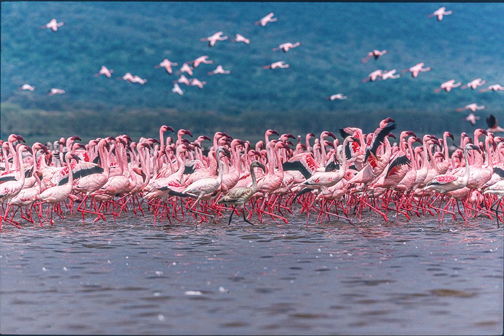 Lake Nakuru Flamingos art print by Jeffrey C. Sink for $57.95 CAD