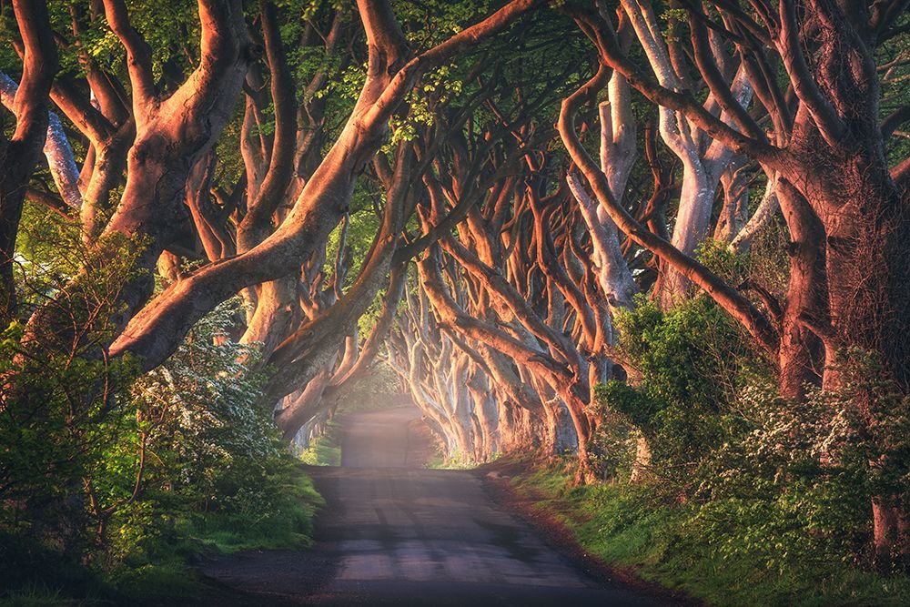 An Irish Fairytale art print by Daniel Gastager for $57.95 CAD