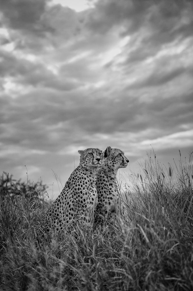 CHEETAH DREAMS art print by Jaco Marx for $57.95 CAD