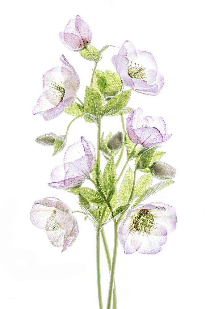 Hellebore art print by Mandy Disher for $57.95 CAD