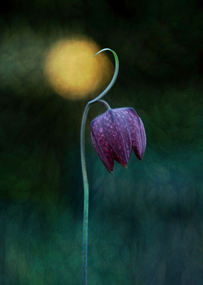 Reaching the Light art print by Catherine W. for $57.95 CAD