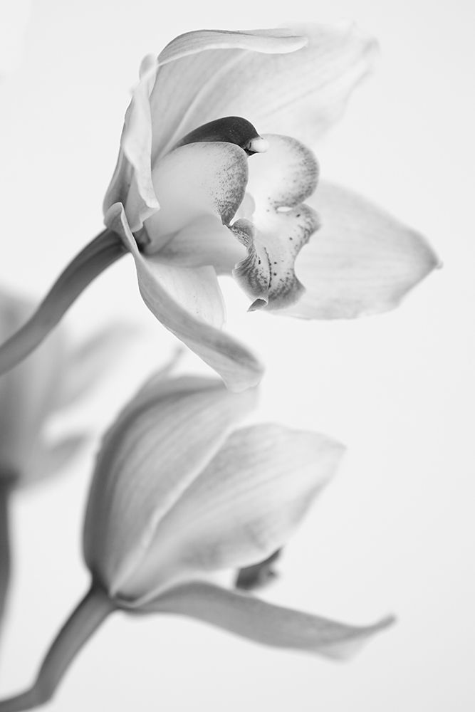 Orchid art print by Igor Mandich for $57.95 CAD