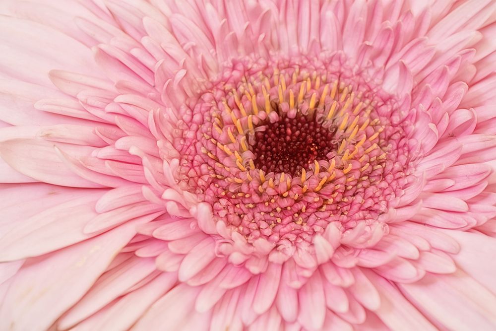 Gerbera art print by Marie-anne Stas for $57.95 CAD