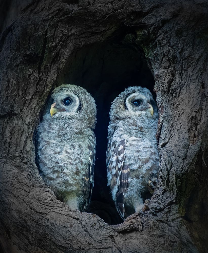 Two Little Guards art print by Alex Li for $57.95 CAD