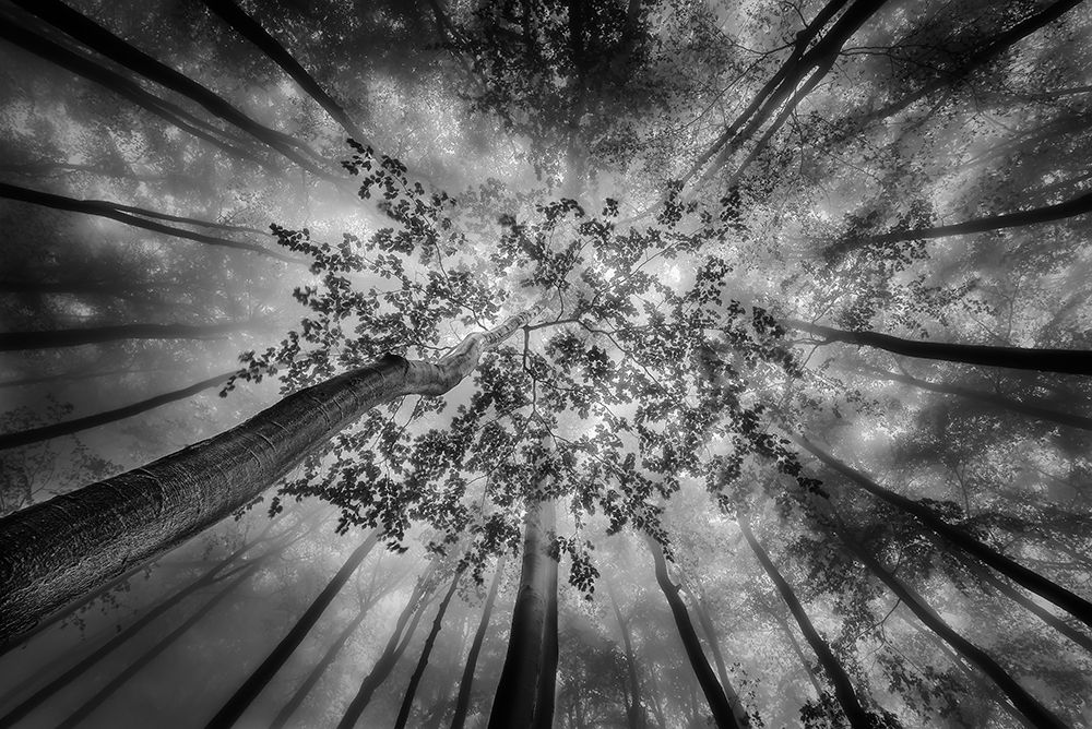 Forest Views art print by Tom Pavlasek for $57.95 CAD