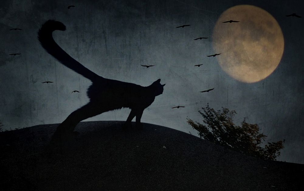 the curious tail of the cat filemon... art print by Robert Fabrowski for $57.95 CAD
