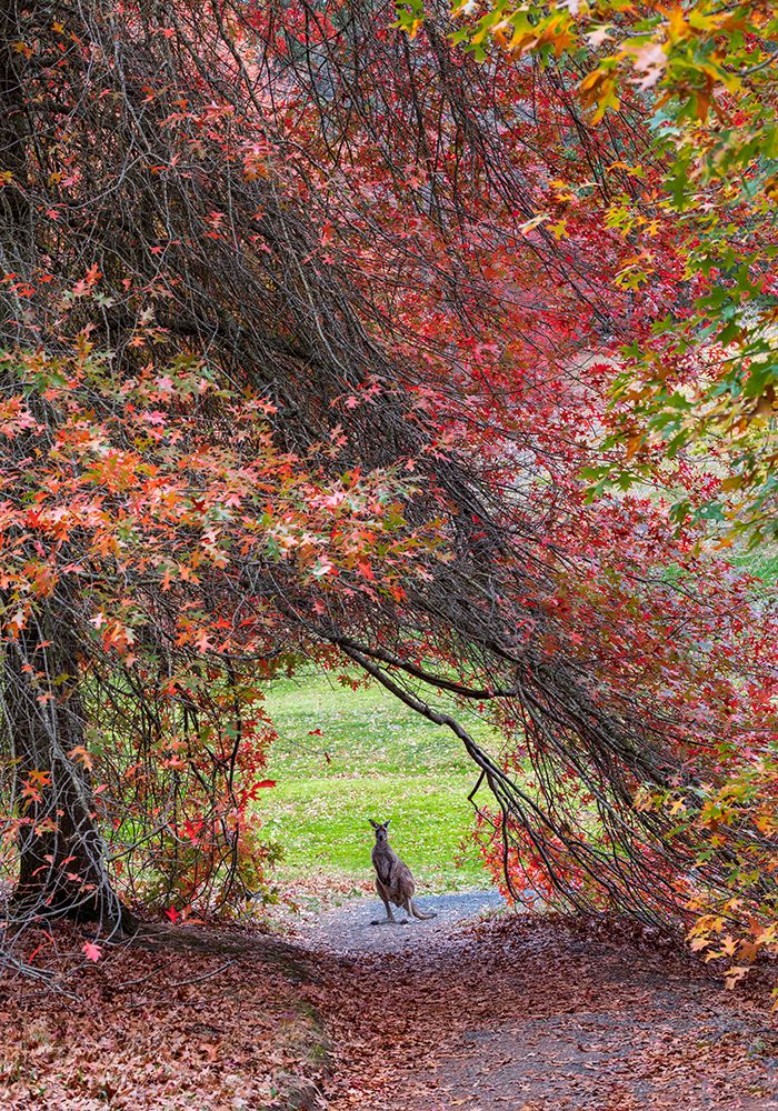 Hippity Hop Into Autumn! art print by Wayne Pearson for $57.95 CAD