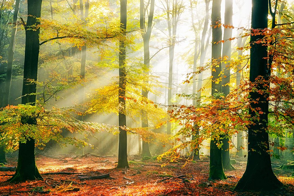 Sinfonia Della Foresta art print by Lars Van De for $57.95 CAD
