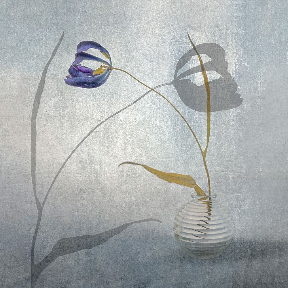 fragile art print by Stephan Ruckert for $57.95 CAD
