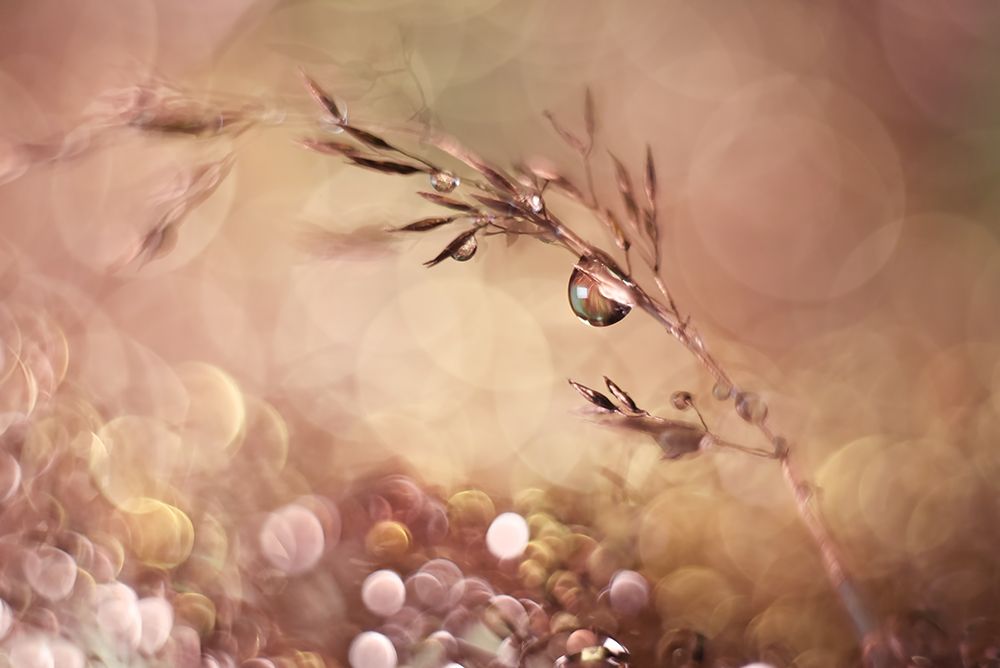 Pastel dream art print by Heidi Westum for $57.95 CAD