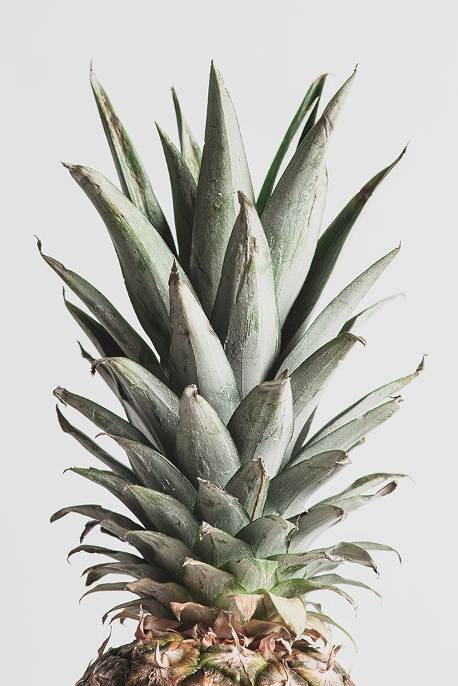 Pineapple Natural 02 art print by 1x Studio III for $57.95 CAD